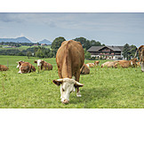   Pasture, Grazing, Cows, Upper Bavaria