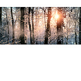   Sunlight, Forest, Winter