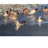   Winter, Mallard Duck, Egyptian Goose