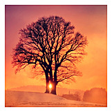   Tree, Winter, Sunset