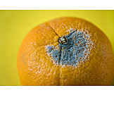   Orange, Grauschimmelfäule