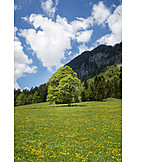   Meadow, European Alps, Bavaria