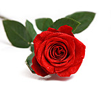   Rose, Red Rose