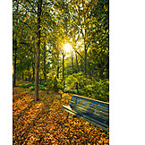   Park, Autumn, Bench