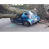   Tree, Car, Fallen Tree, Total Loss