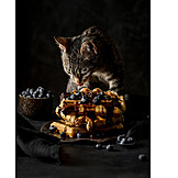   Cat, Sweets, Waffle