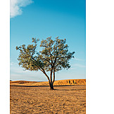   Tree, Desert