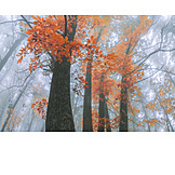   Wald, Herbst, Nebel