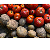   Tomate, Ernte, Kartoffel, Erntefrisch