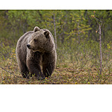   Wildlife, Bear, Grizzly