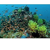   Coral Reef, Fish