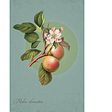   Illustration, Apfelsorte, Boskoop