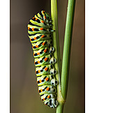   Common Yellow Swallowtail, Caterpillar