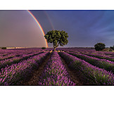   Regenbogen, Wetterphänomen, Lavendelfeld