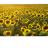   Sunflowers, Sunflower Field