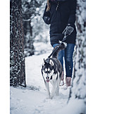   Spaziergang, Hund, Auslauf, Siberian Husky