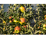   Apfelplantage, Spalierobst