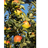   Anbau, Apfelplantage