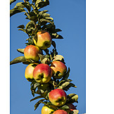   Apfelplantage