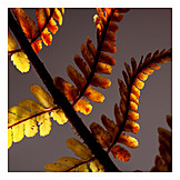   Close Up, Fern, Leaf Shape