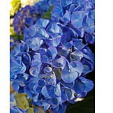   Blau, Gartenhortensie