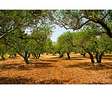   Agriculture, Greece, Olive Tree, Plantation
