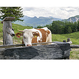   Drinking, Cow, Fountain, Alp Cow