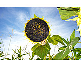   Sunflower, Sunflower Seeds
