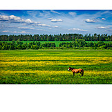   Pasture, Horse