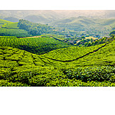   Agriculture, Crop, Tea Plantation