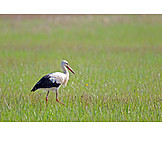   Meadow, Stork, White Stork