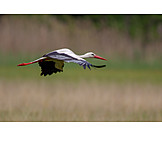   Flying, White Stork