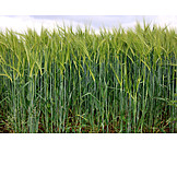   Agriculture, Grain, Corn Field
