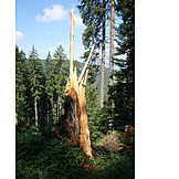   Tree, Deadwood, Wind Break