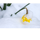   Snow, Daffodil, Frost, April