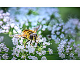   Honey Bee, Pollination