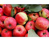   Apple, Apple Harvest