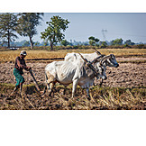   Farming, Plough, Traditional, Myanmar