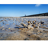   Beach, Mussels, Low Tide