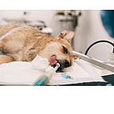   Dog, Anesthesia, Animal Clinic, Veterinary Hospital