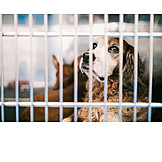   Dog, Animal Clinic, Veterinary Hospital