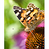   Painted lady butterfly