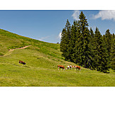   European Alps, Cows, Pastures