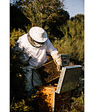   Beehive, Beekeeping, Honey Bee