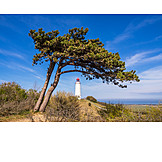   Lighthouse, Baltic sea coast, Windswept trees