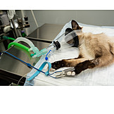   Cat, Anesthesia, Veterinary Medicine