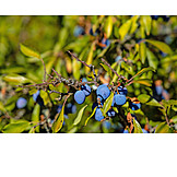   Fruit, Prunus Spinosa