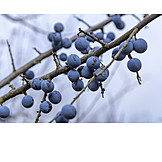   Fruit, Prunus Spinosa