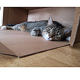   Cat, Carton