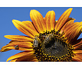   Sunflower, Bee, Pollination